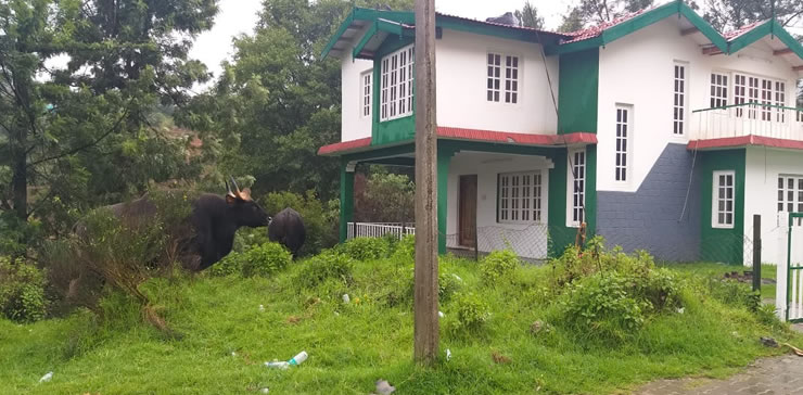 Exterior view with wild buffalo near Green Cottage
