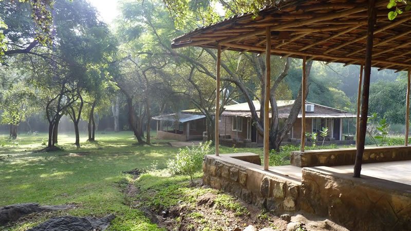 Peaceful forest stay with rustic buildings surrounded by trees and green grounds