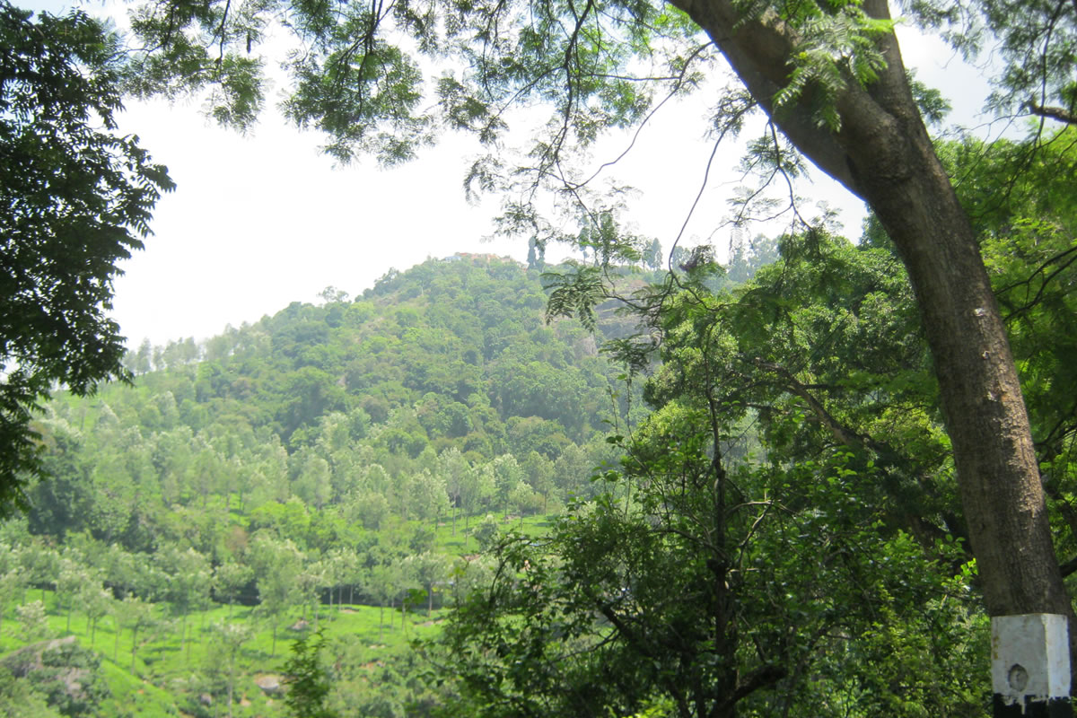 Greenery view