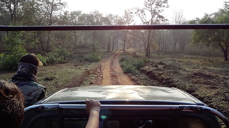 Open jeep travelling along a dirt trail through a peaceful forest landscape