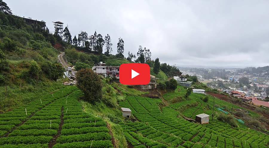 Lush green tea gardens on the hills of Ooty with panoramic town view and cloudy sky